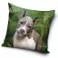 Kutyás Pit Bull Terrier párnahuzat 40x40 cm