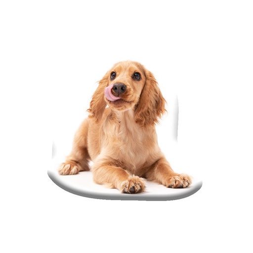 Kutyás Spaniel formapárna, díszpárna 40x40 cm Velúr