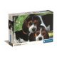 Kutyás Beagles Close Together 500 db-os puzzle Clementoni