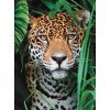 Állatos Jaguar 500 db-os puzzle Clementoni