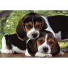 Kutyás Beagles Close Together 500 db-os puzzle Clementoni