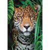 Állatos Jaguar 500 db-os puzzle Clementoni