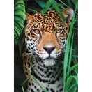 Állatos Jaguar 500 db-os puzzle Compact Clementoni