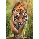 Tigris Hunter's Path 1000 db-os Compact puzzle Clementoni