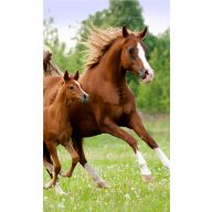 Lovas Career kéztörlő, arctörlő, törölköző 30x50cm